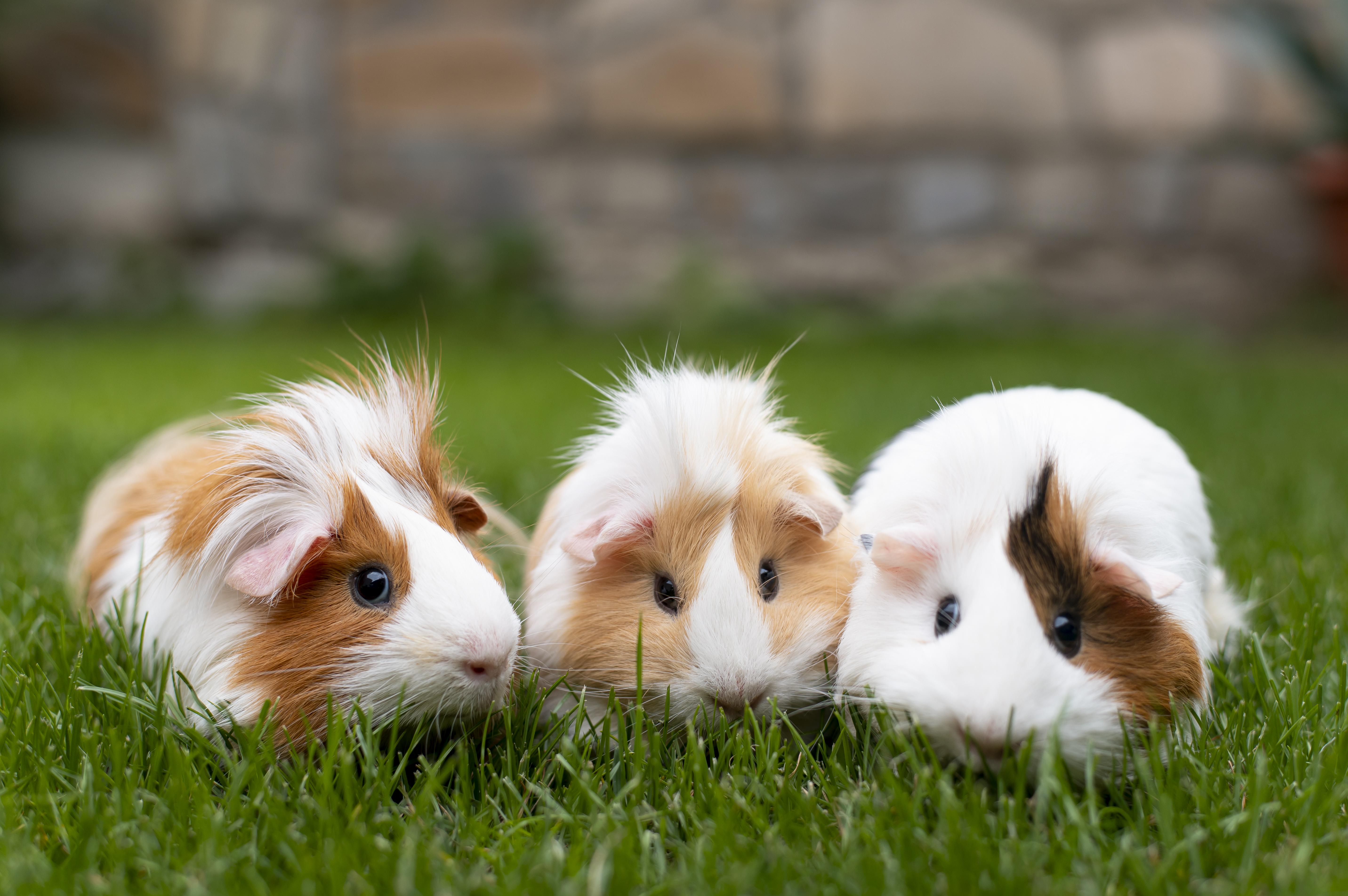 Animal recebendo tratamento